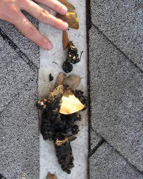 Are Raccoon Droppings or Squirrel Droppings Dangerous