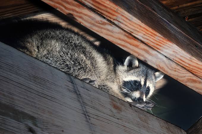 Attic and Roof Vulnerabilities That Let Wildlife In