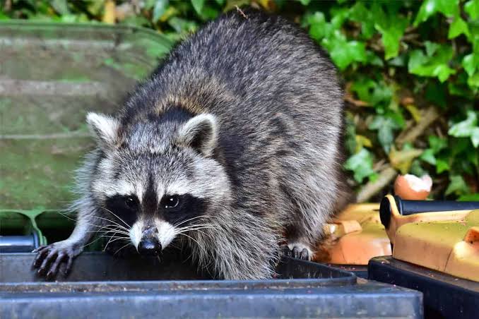 Common nuisance animals by species — The Complete Guide
