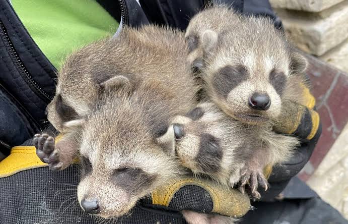 Emergency Wildlife Removal and Humane Exclusion The Complete Guide