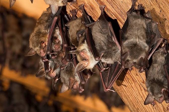 How to Get Bats Out of the Attic Safely and Legally