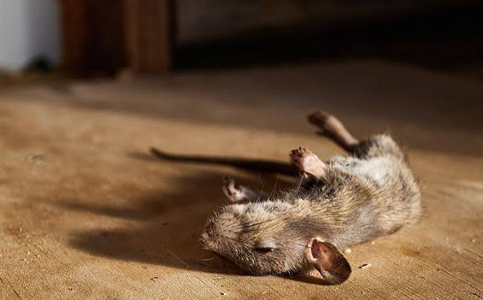 How to Get Rid of Dead Animal Smell in Walls, Attics, and Vents
