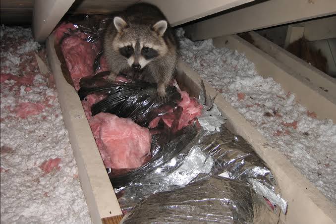 How to Get a Raccoon Out of the Attic Without Making the Problem Worse