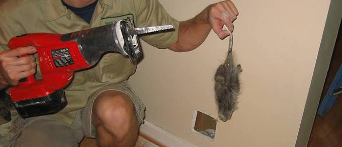 How to Identify and Remove Dead Animals in a Wall or Crawl Space