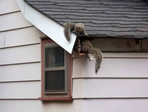 How to Remove Squirrels From the Attic