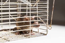 How to Seal Entry Points After Animal Removal