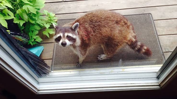 How to Wildlife-Proof a House Before Animals Get Inside