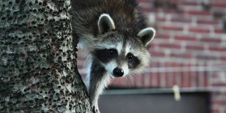 What Is Wildlife Exclusion and When Do You Need It