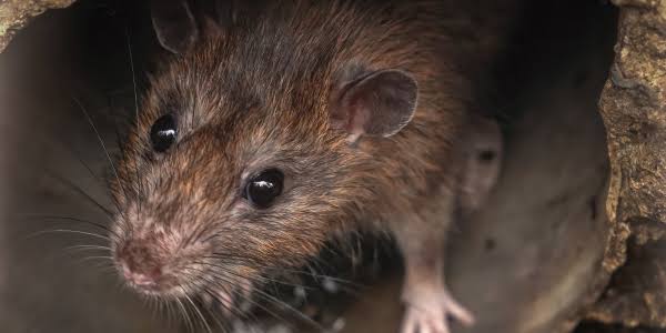 What to Do If You Hear Scratching in the Walls at Night