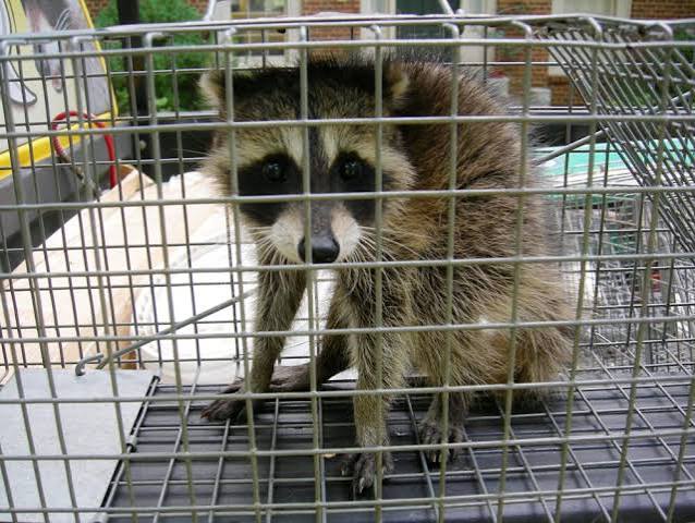 Wildlife Damage Repair What Needs to Be Fixed After Removal